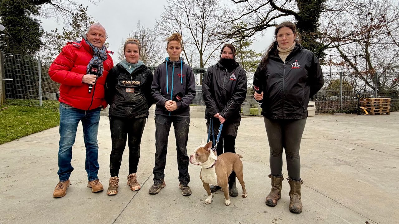 SPA Genève - Chiens à adopter 23/12/25