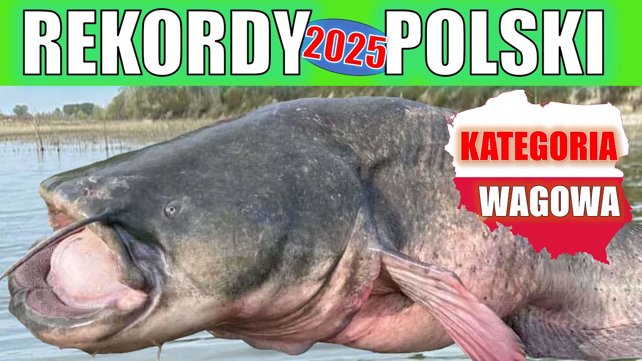 AKTUALNE REKORDY RYB W POLSCE 2025 !!! KATEGORIA WAGOWA