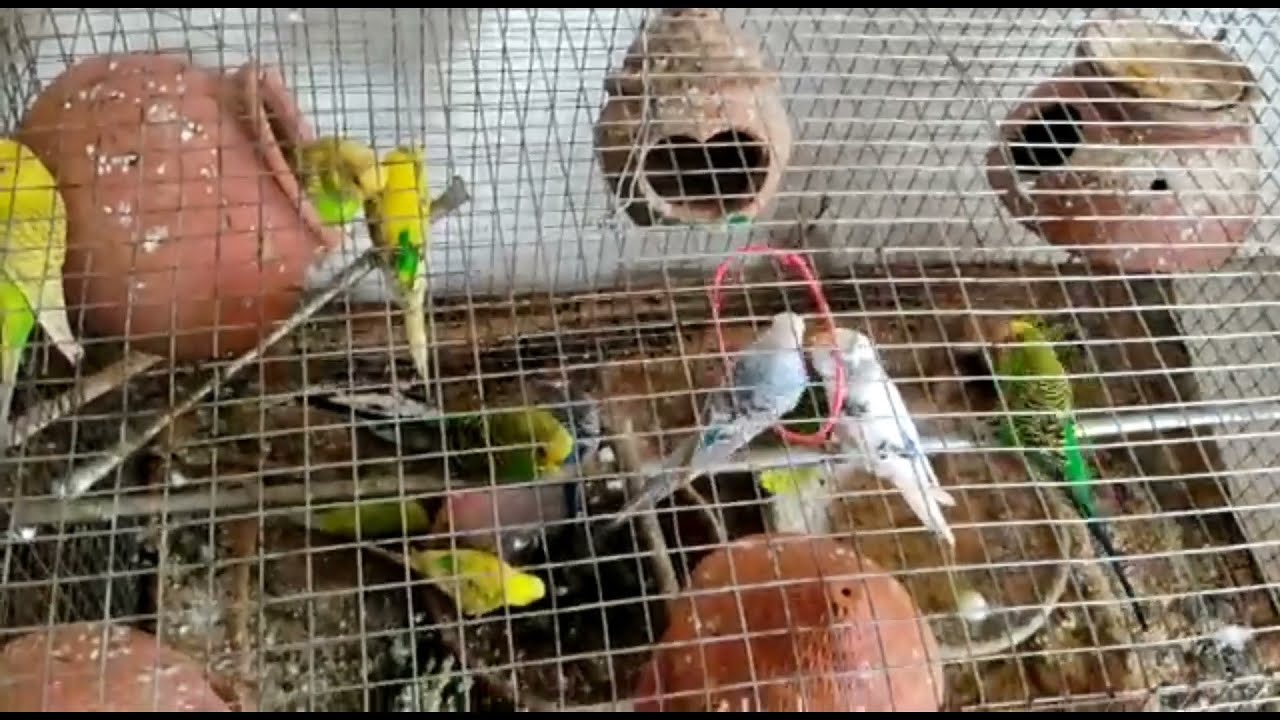 🦜only #350 adult bajigar pairs for sale Bhavnagar🦜