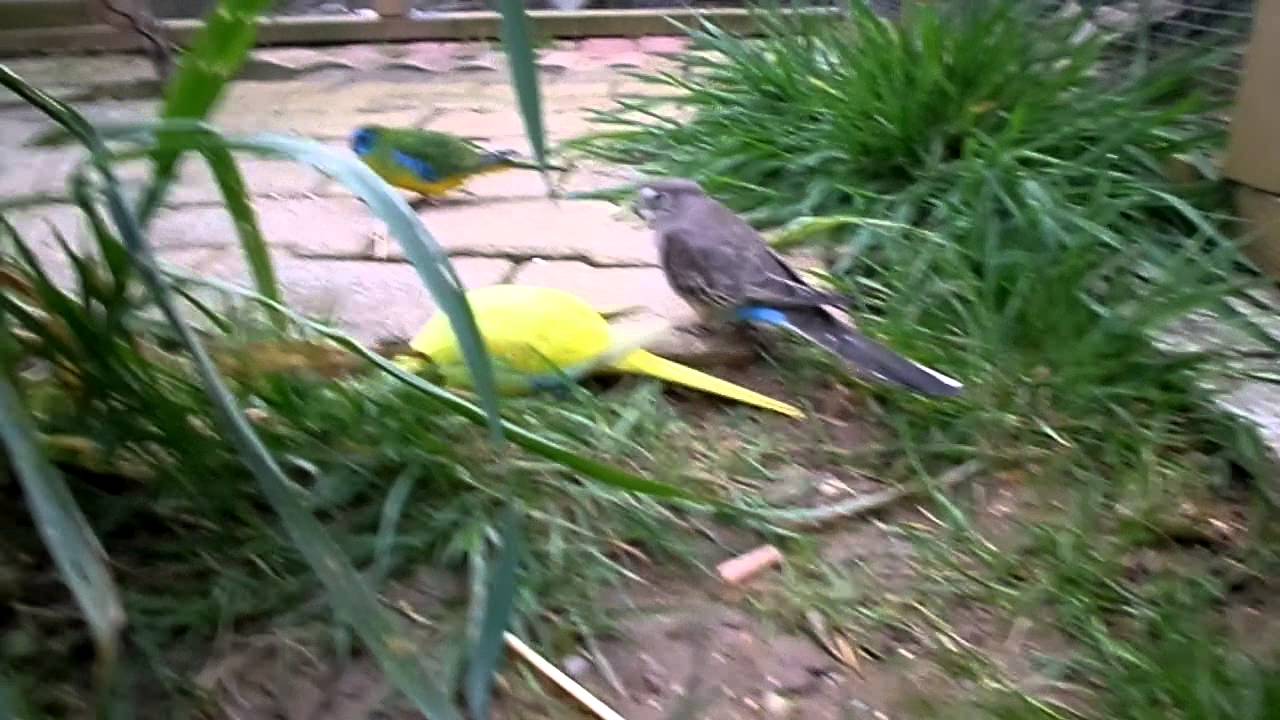 Perruche Turquoisine et Bourke en voli&egrave;re ext&eacute;rieure