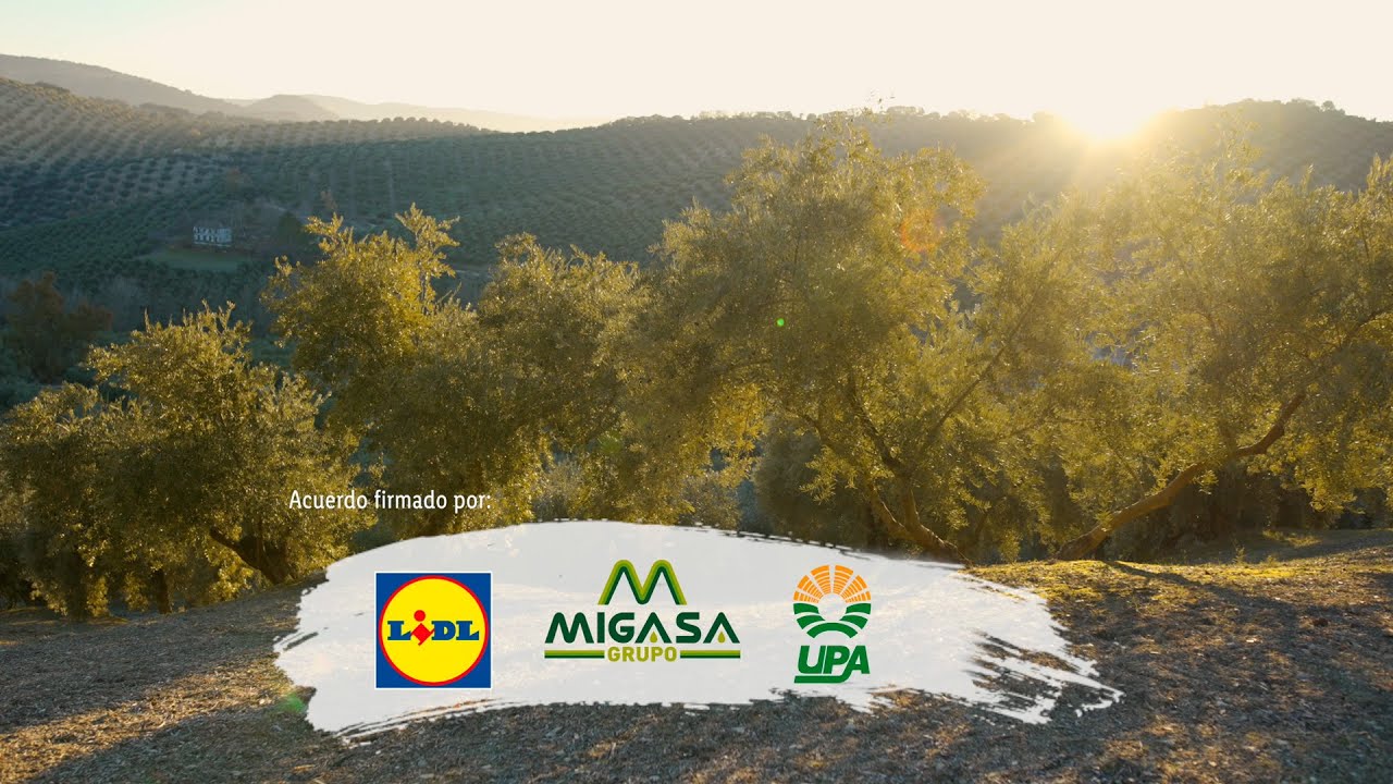 ¿Qué hay tras los nuevos Aceites de Oliva Virgen Extra de olivar tradicional de Lidl, UPA y Migasa?