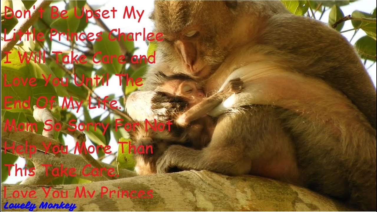 Mom Sorry My Little Princes That I cannot Help You For Feeding My Milk Cover You Become Grow Up !