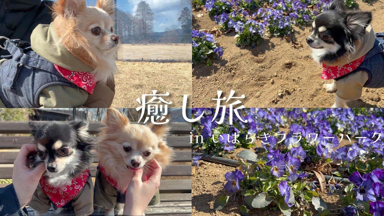 おでかけ # 4  [犬猫と暮らす夫婦の癒し旅] | いばらきフラワーパーク・ドライブ
