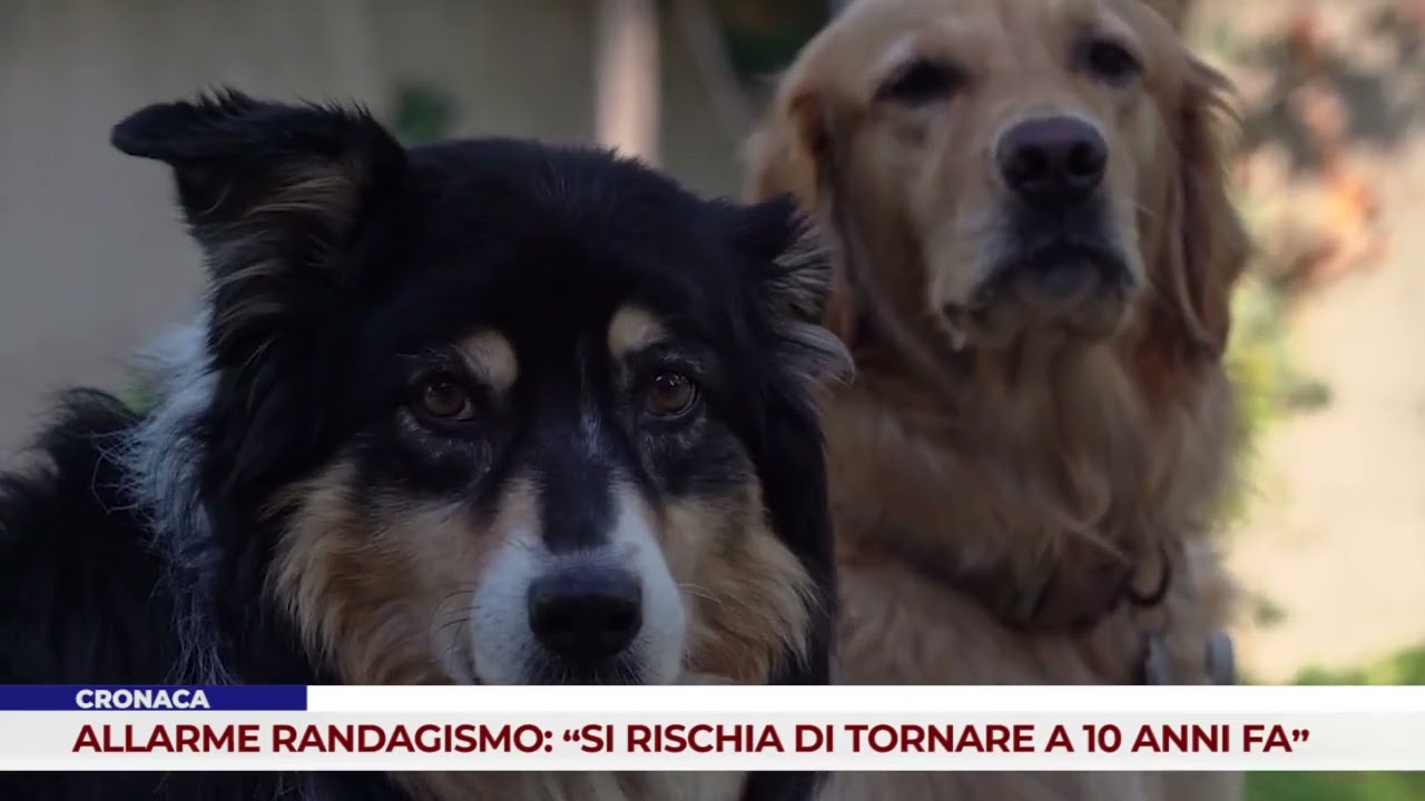 CRONACA. ALLARME RANDAGISMO: “SI RISCHIA DI TORNARE A 10 ANNI FA”