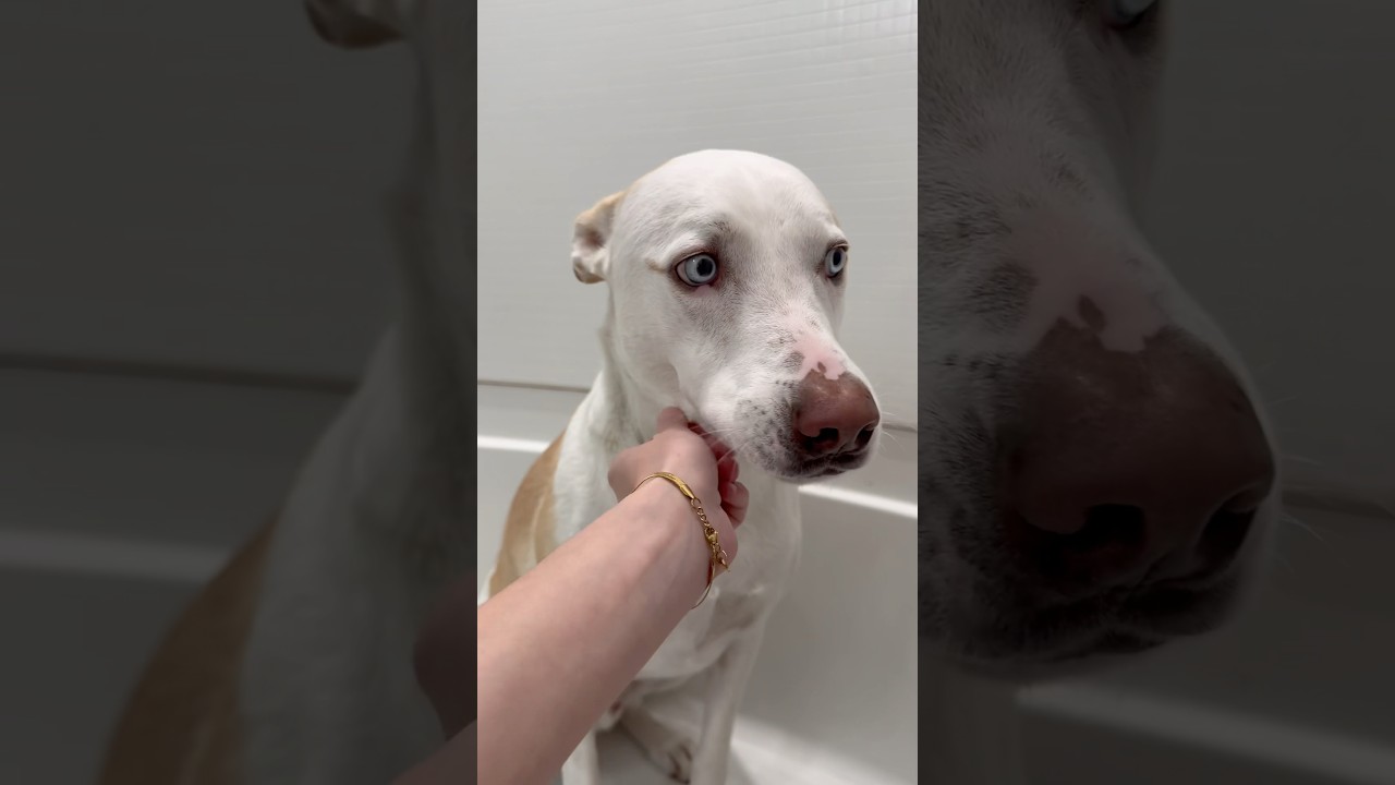 Bath time for Yuki 🐶🧼 #dogshorts #doglover #pets #bath #bathtime #cleaning #puppy #doglover