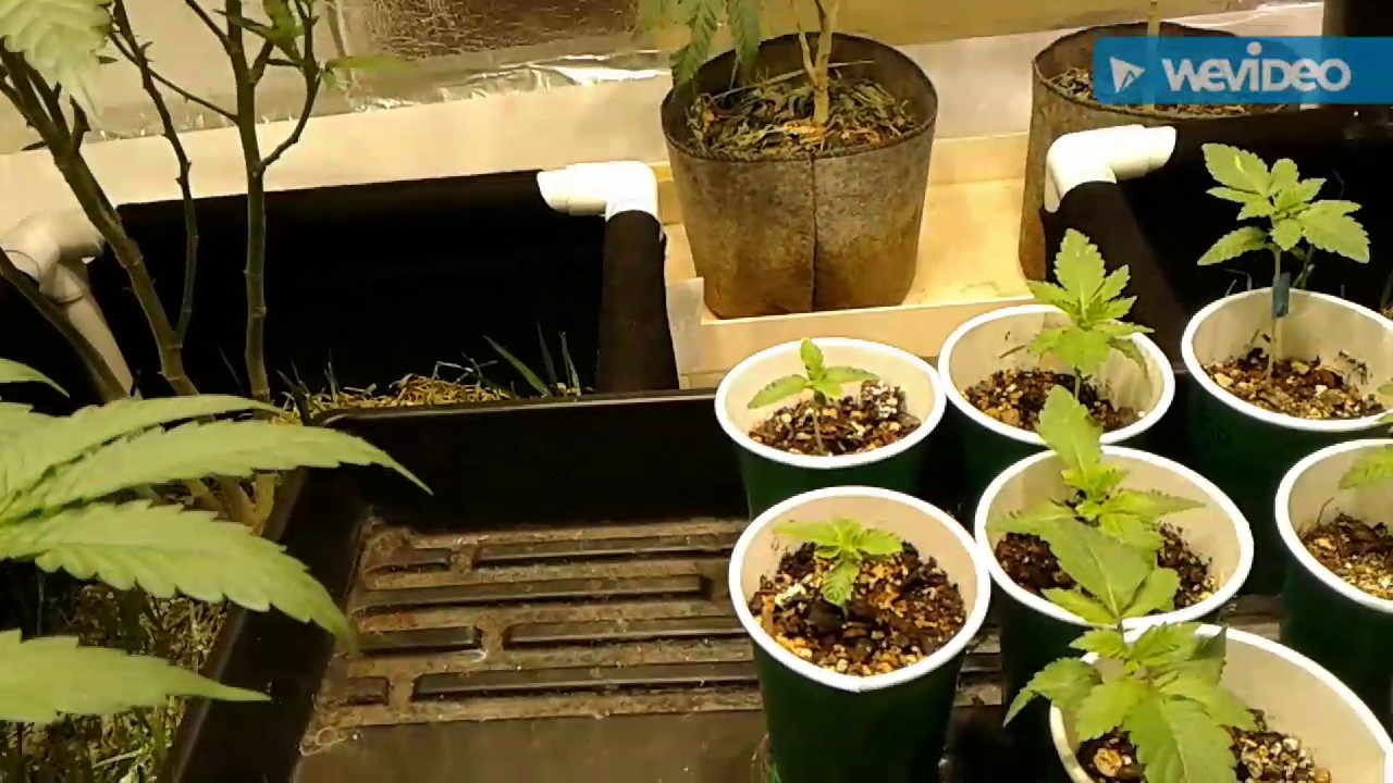 Generation Sour... No Till Growlabs