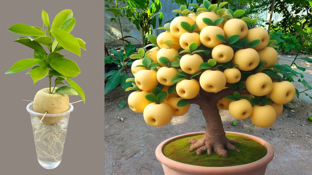 How To Grow Apple Trees From Apple Fruits Faster With Garlic And Aloe Vera