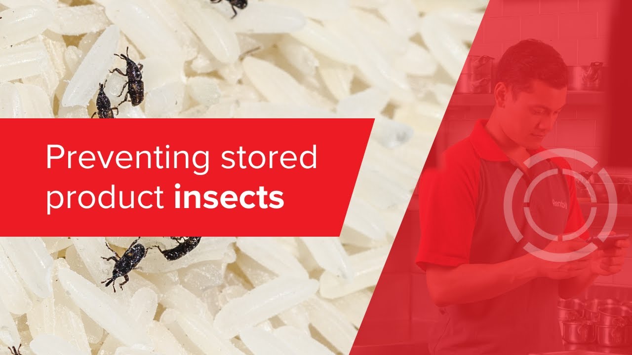 Preventing stored product insects in food industries | Rentokil