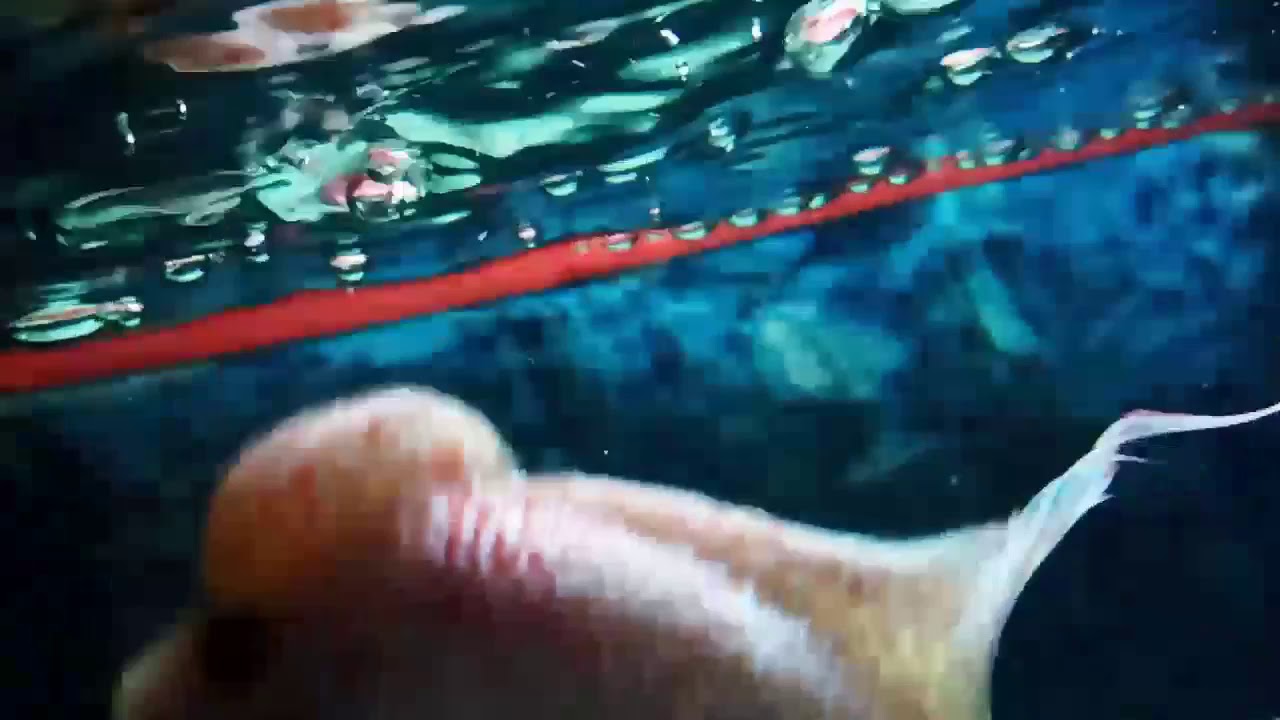 KML flowerhorn