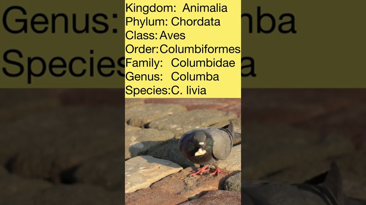 PIGEON CLASSIFICATION