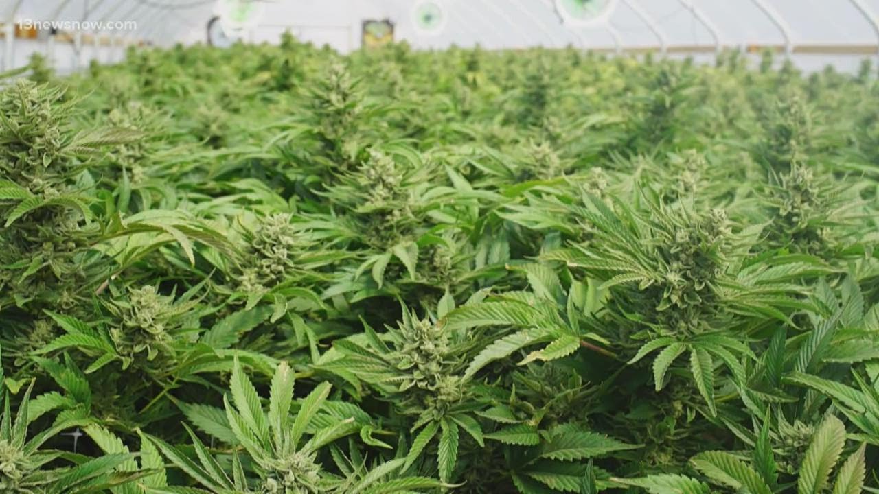 Poll shows support for legalizing marijuana in Virginia