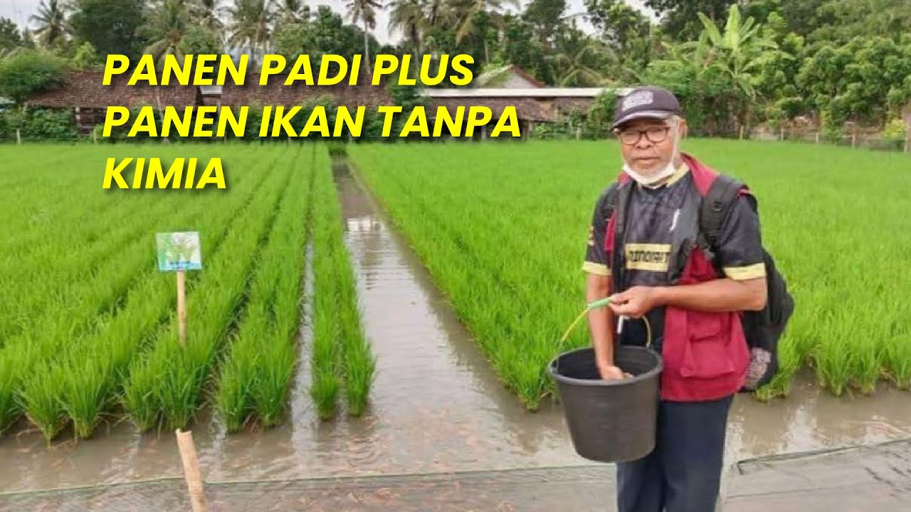 Bongkar Rahasia Sukses Mina Padi Jajar Legowo dengan Ahlinya