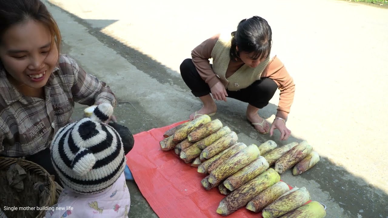 Harvesting giant bamboo shoots for sale - How to make stuffed bamboo shoots for babies