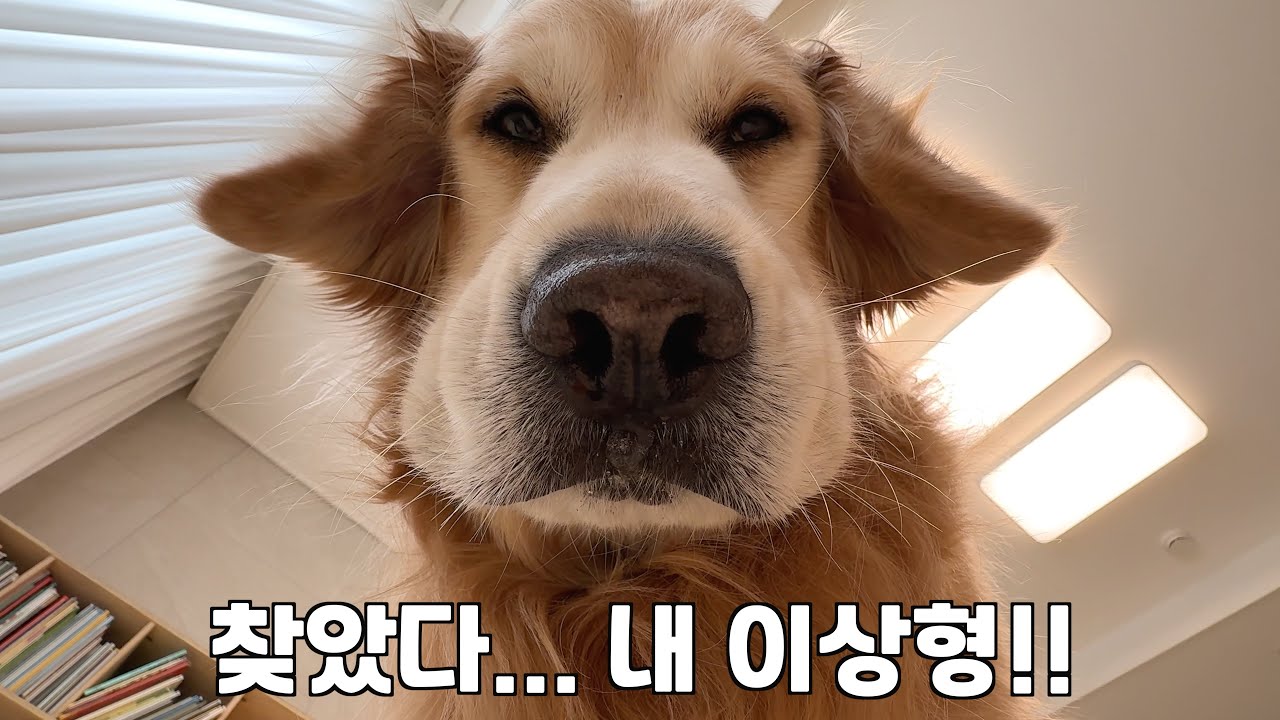 정 들었던 내 애착강아지가 새로운 주인을 찾으면 생기는 일 ㅋㅋㅋ