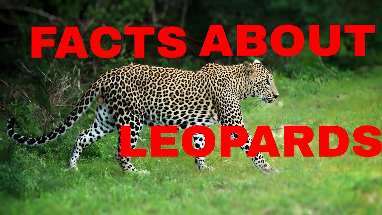 23 Amazing Facts About Leopards (Leopard Documentary 2020)