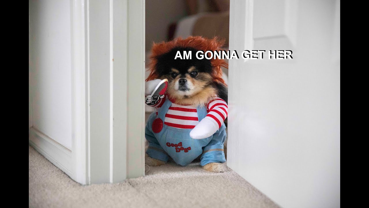 HALLOWEEN - Mischievous Pomeranian Dog Gets Ready For Trick or Treating!