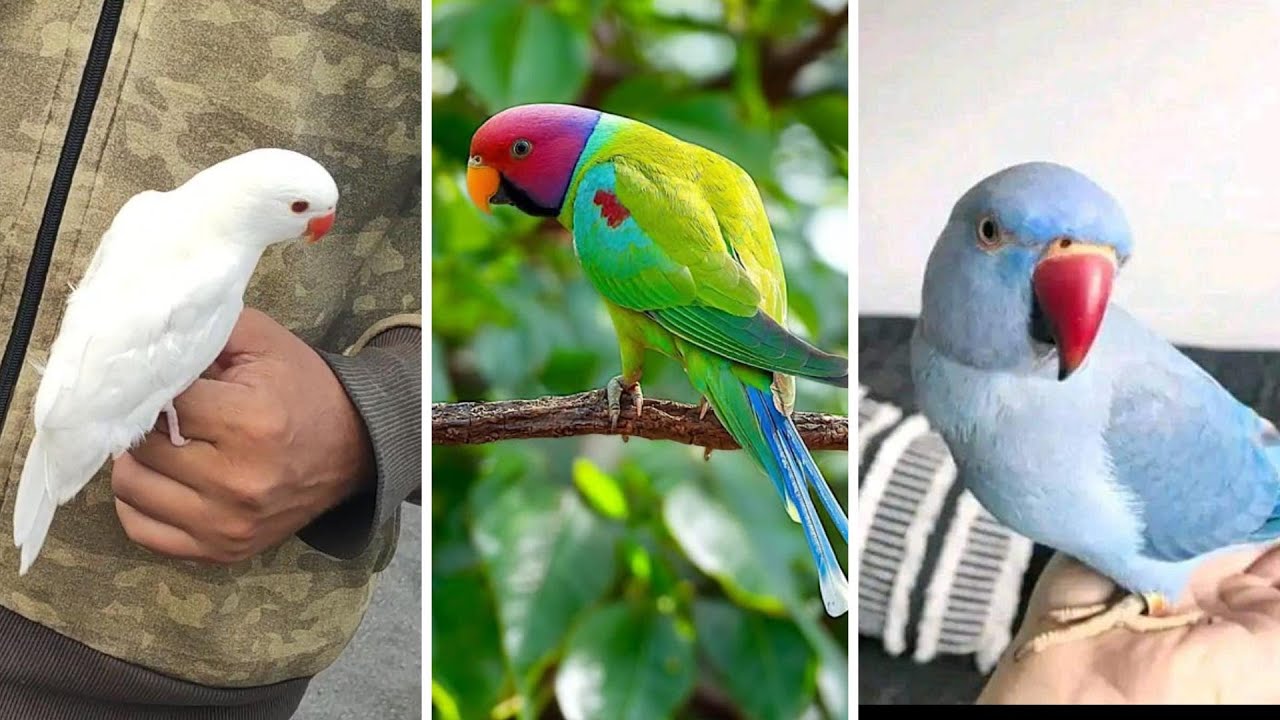 FEIRA DE PÁSSAROS EXÓTICOS DE CARUARU PE 18 12 2025 1