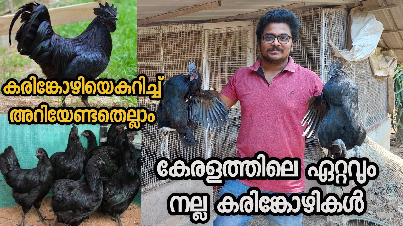 കരിങ്കോഴിയെകുറിച്ച് അറിയാനും വളർത്താനും ആഗ്രഹിക്കുന്നവർ കാണുക. Karinkozhi Farming in Malayalam