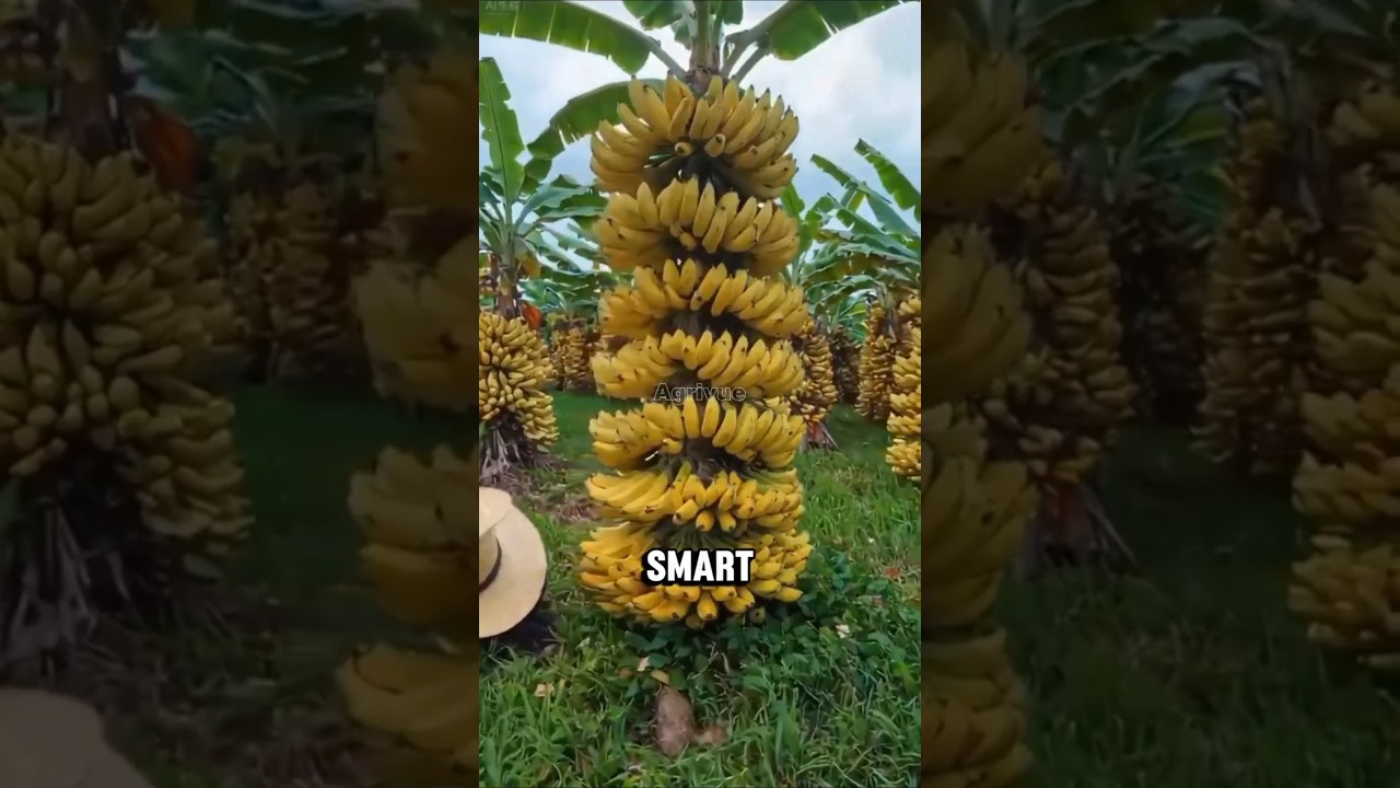 Секретный трюк, как вырастить большие бананы 🍌 | Фермерский лайфхак