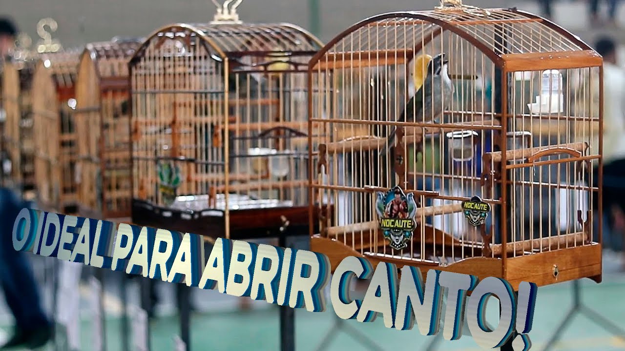 TORNEIO de TRINCA FERRO!! O IDEAL para ABRIR o CANTO e ESTIMULAR seu TRINCA!!