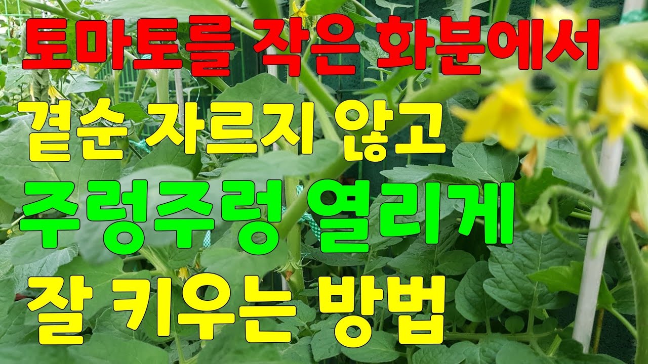 방울토마토를 작은 화분에서 주렁주렁 열리게 잘 키우는 방법👉곁순 자르지 마세요 🍅