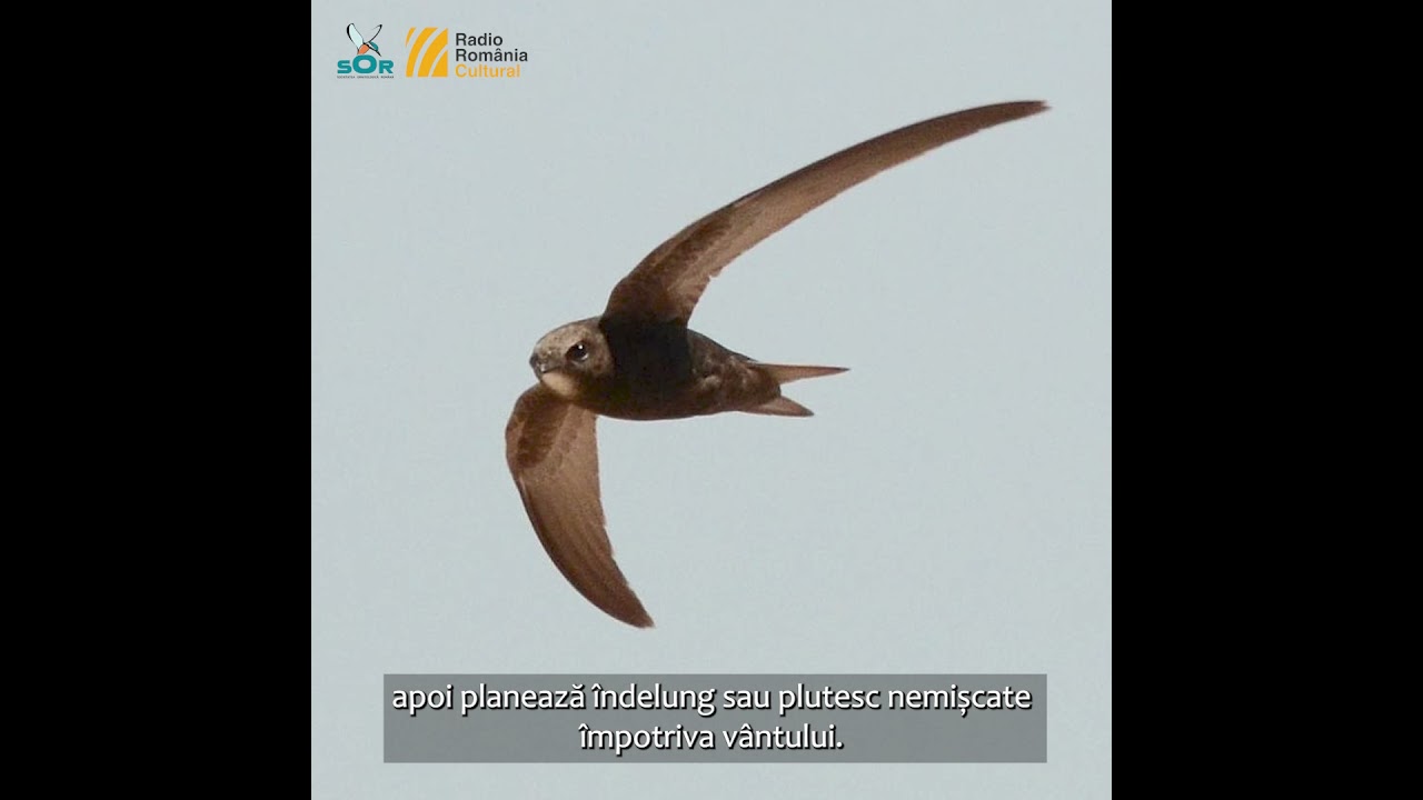 Drepnea neagră / Minutul de natură/ Orașul vorbește la RRC
