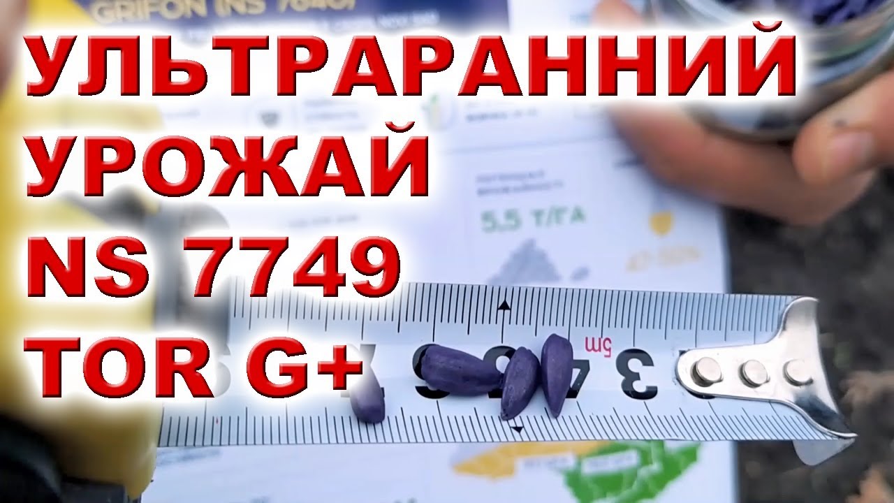 ЧЕМ ХОРОШИ РАННИЕ ПОДСОЛНЕЧНИКИ | #ТОР НС 7749 как не купить подделку семян