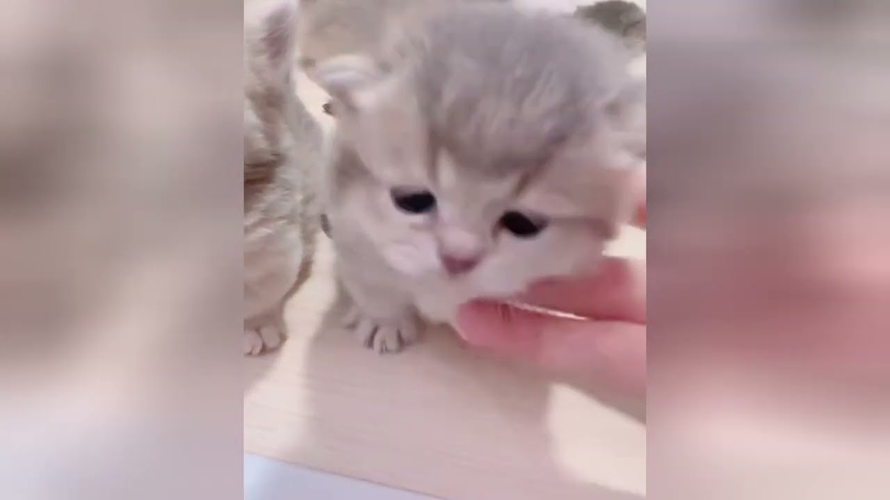 Find your daily dose of peace with a fluffy kitten