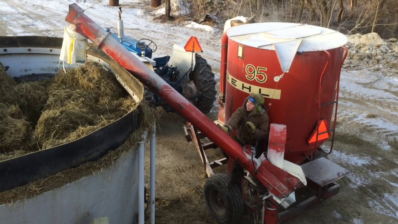 Feeding TMR  #organicfarming #farmkids #tmr #dairyfarm