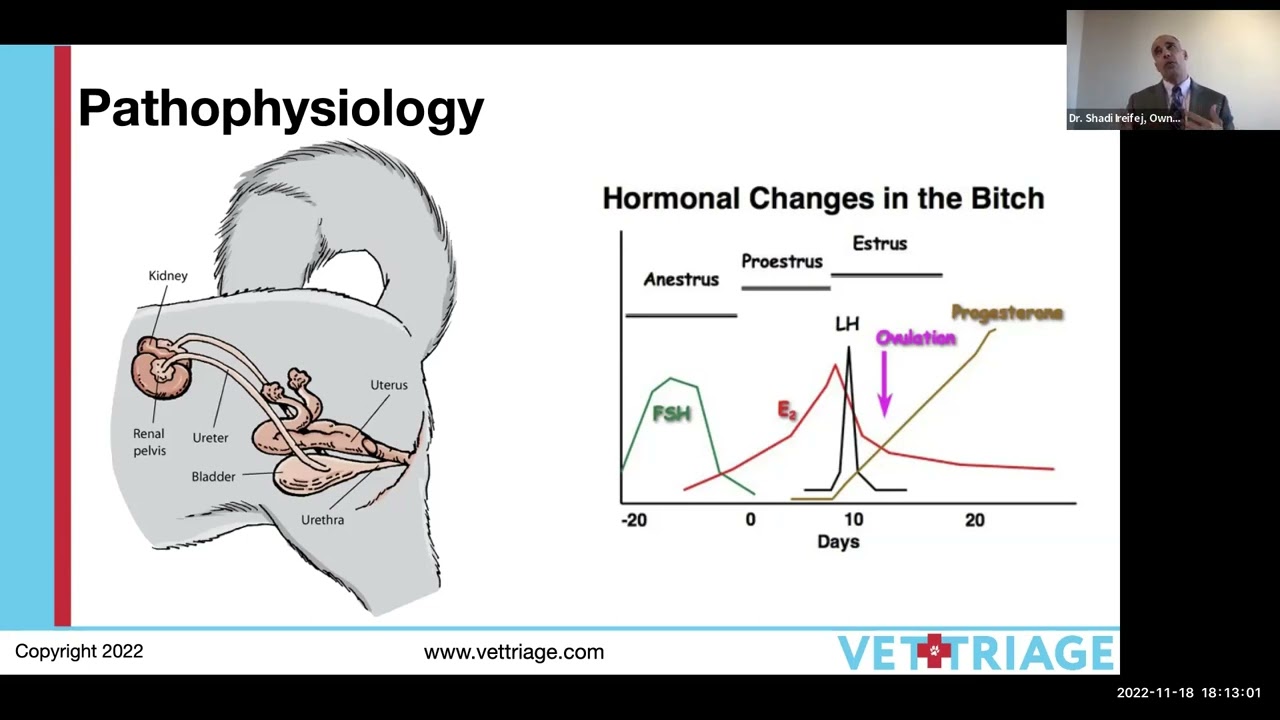 Pyometra / Uterus infection in dogs // Saint Matthew's University School of Veterinary Medicine