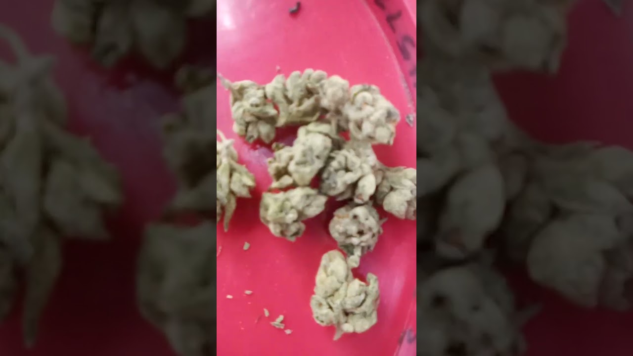 Devils' Lettuce strain reviews 