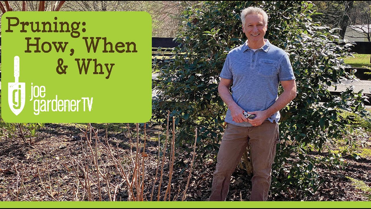 How to Prune and When - Without Fear of Failure