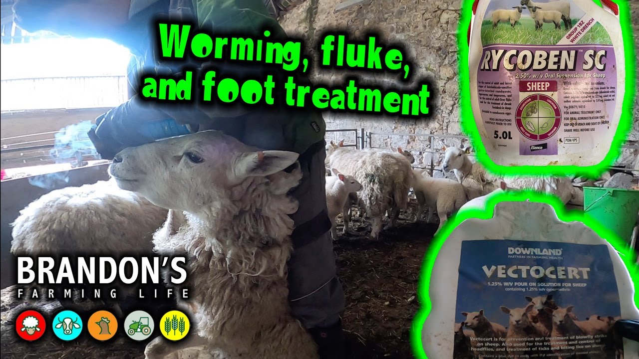 Sheep treatments