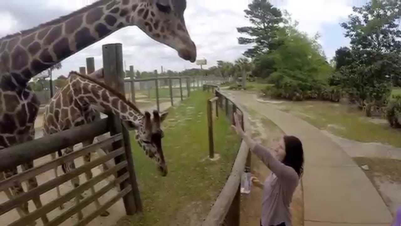 Gulf Breeze Zoo- Pensacola, FL- 17m