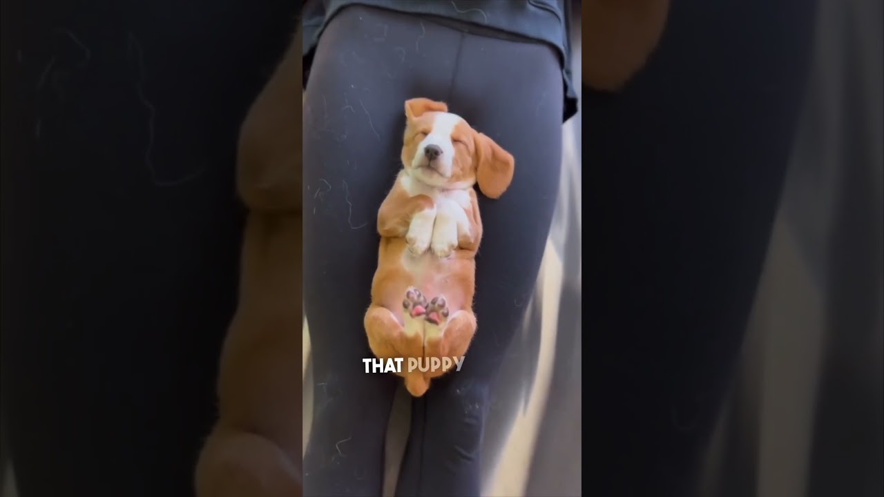 Puppy yoga is really for the puppies ❤️
