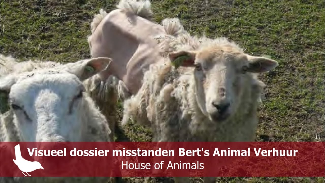 25 jaar misstanden Bert's Animal Verhuur - House of Animals