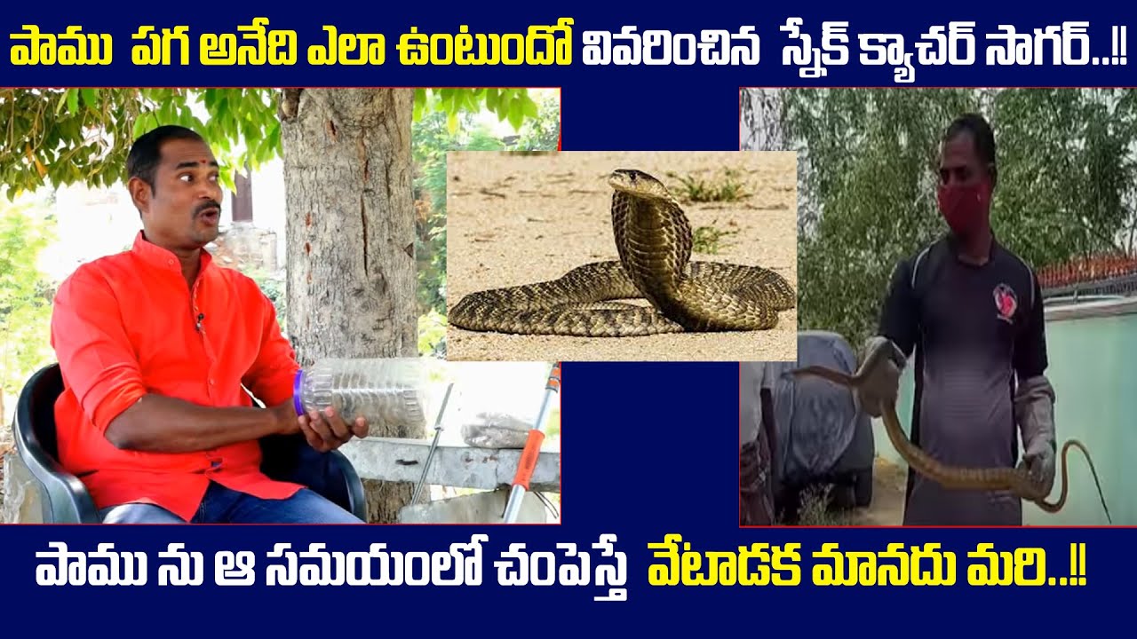 SNAKE REVENGE|PAMU PAGA PADUTHUNDA?|Snake will take revenge says Sagar|Snake world|Telugutv official