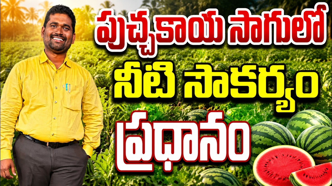 పుచ్చకాయ సాగులో నీటి యాజమాన్యమే ముఖ్యం | watermelon | BHOOMIPUTHRA TELUGU