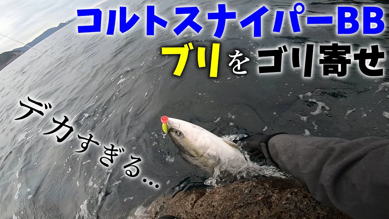 【ロックショア】ブリをゴリ寄せ！！このロッド本当にエントリーロッド？？【コルトスナイパーBB】【ショアプラッキング】