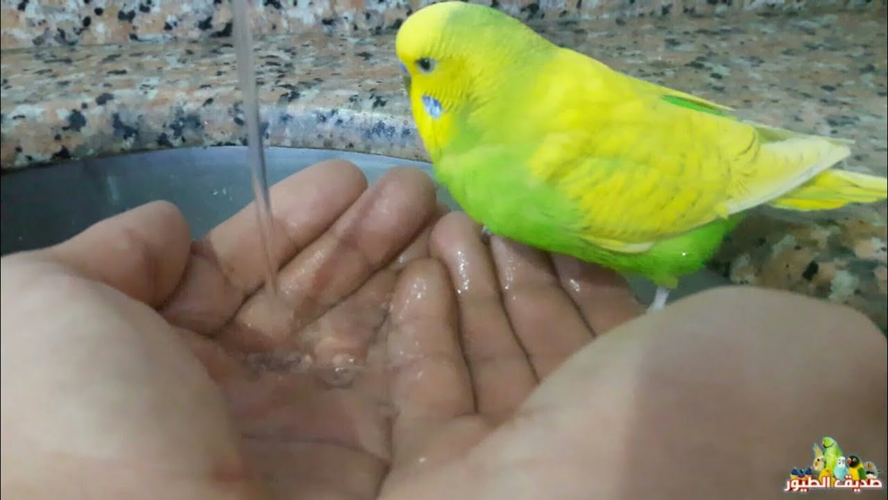 أستحمام الطيور بالطريقة الصحيحة 🚿🐦