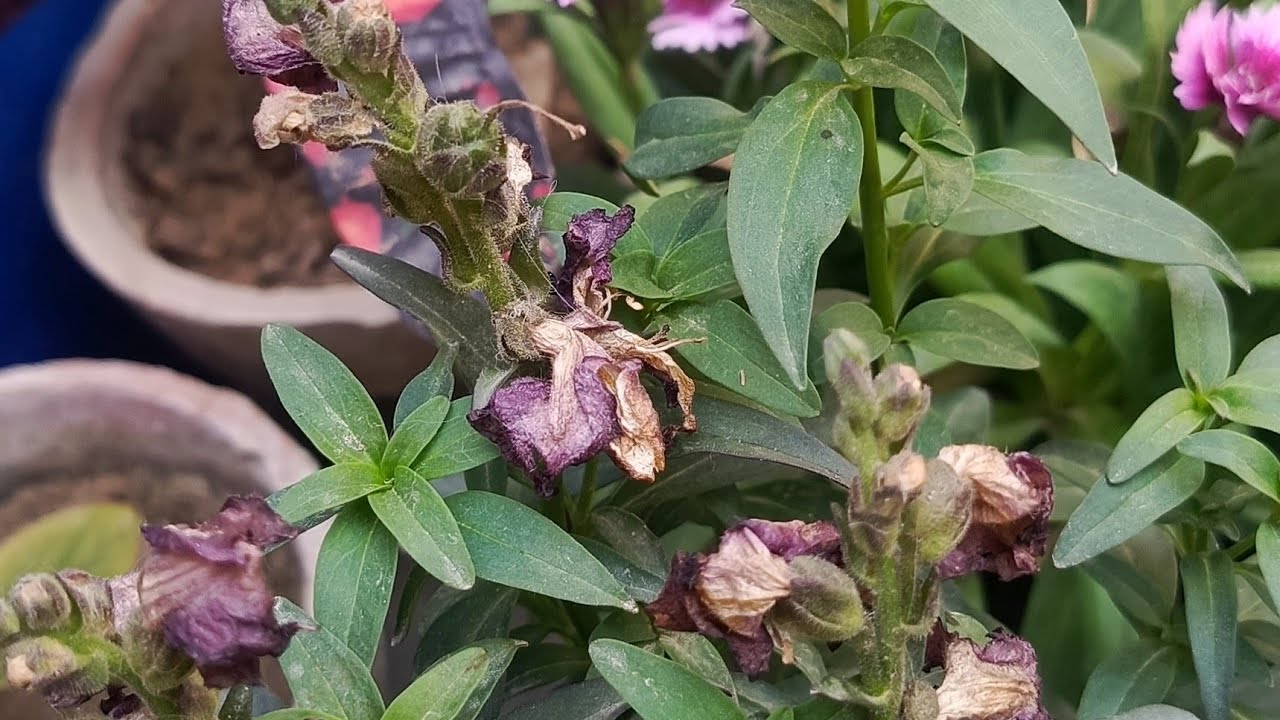 some plants look good but some aren't why?