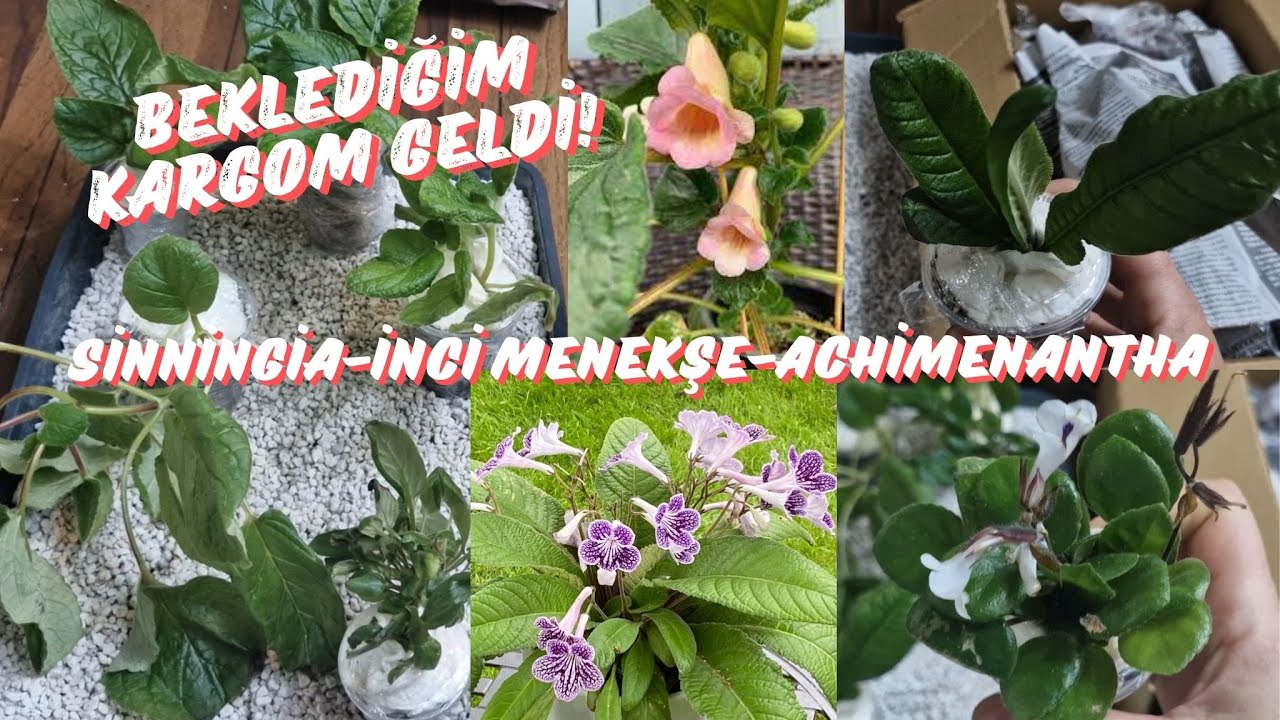 #39 Çok Beklediğim Kargom Geldi ! - Sinningia-İnci Menekşe-Achimenantha #keşfet #plants