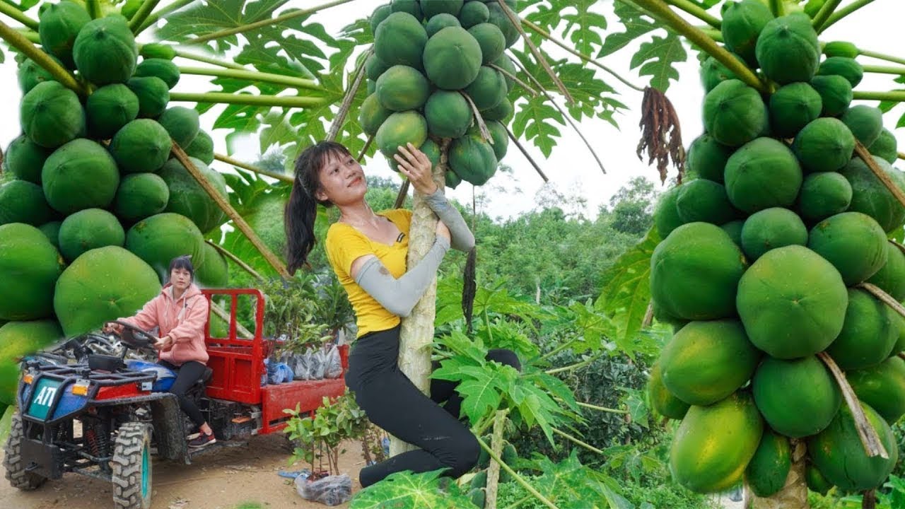 Harvesting 250Kg of Wild Pears and Bringing Them to Market, Taking Care of the Livestock
