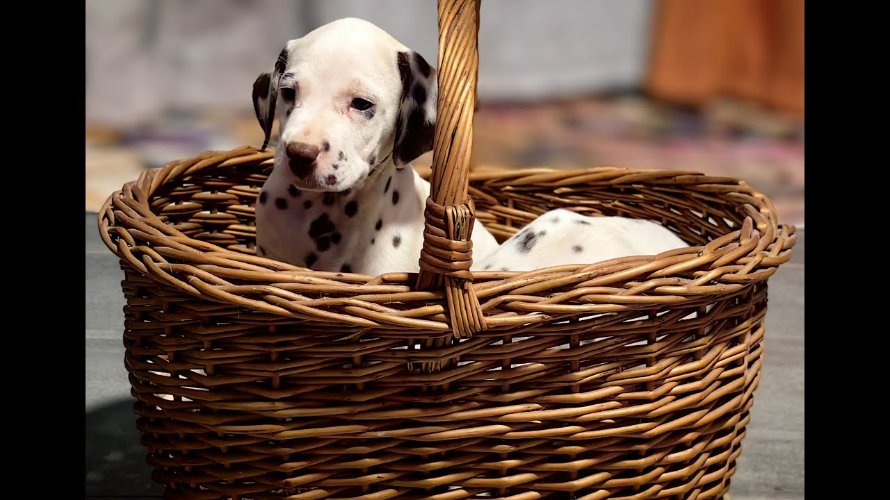 12 puppies of Dalmatian dogs: all of them would sleep, but only one does not give them peace