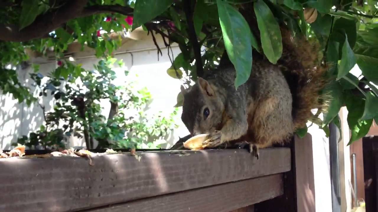 Fred the Squirrel