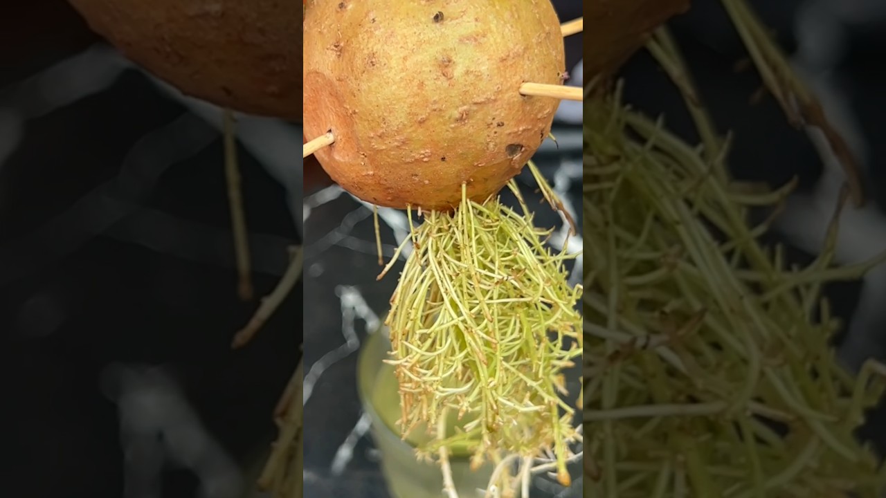 This Simple Water Trick Grew My Potatoes Fast #gardening #viralshort