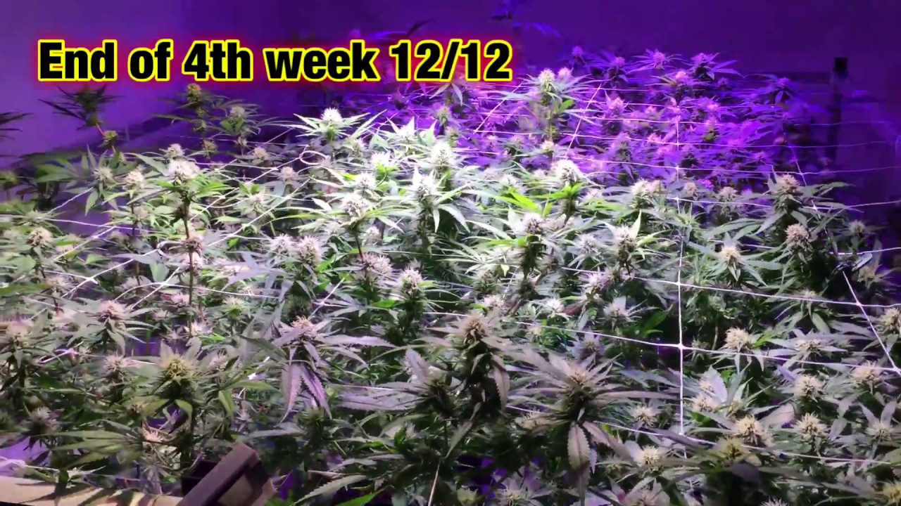 COB LED Grow. End of week 4 of flowering