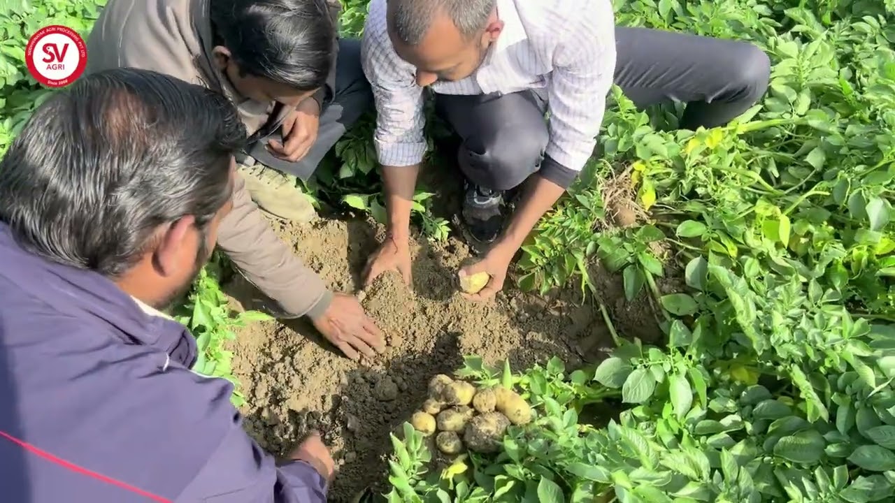Winner Potato Variety | 75 Days | Auraiya, UP / विनर आलू किस्म | 75 दिन | औरैया,  उत्तर प्रदेश