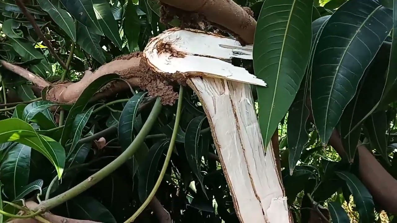 URGENTE VENDAVAL ATINGINDO ÁRIAS DE MANGA 🥭 BANANAIS 