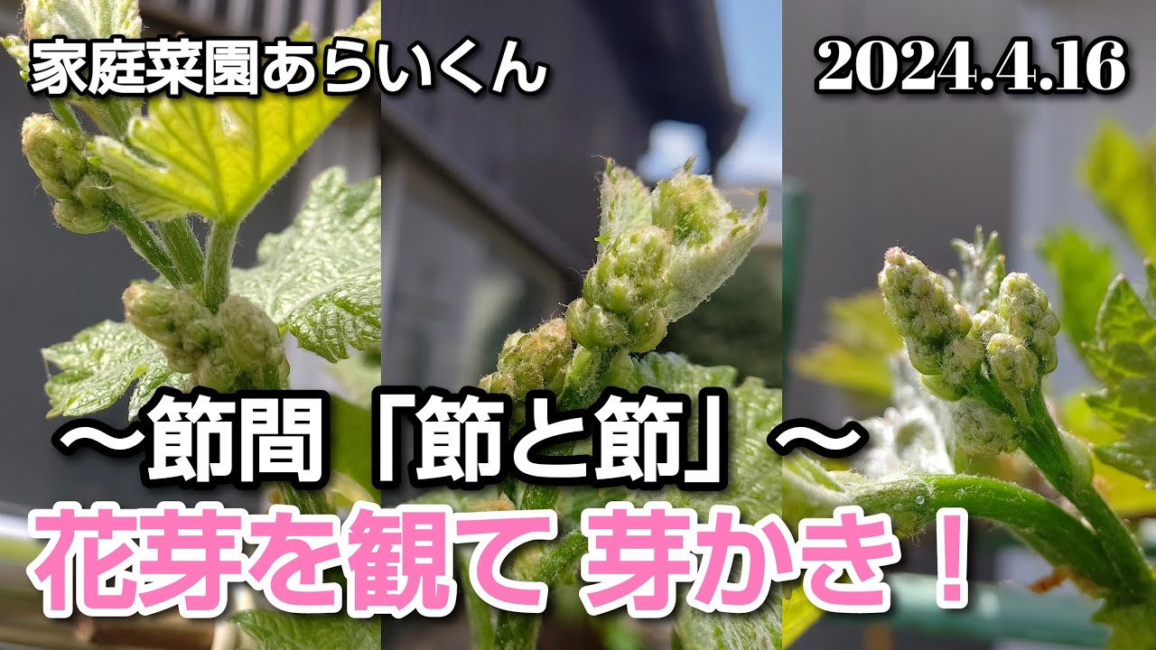 【シャインマスカット】第１５１回、成長を促す芽かき【節間と花芽】